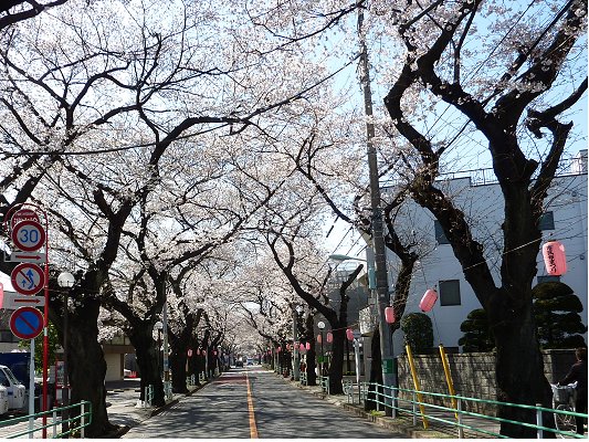 桜祭り目前の桜通り
