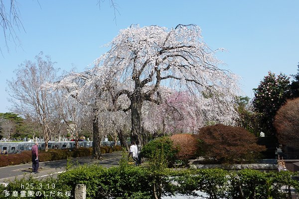 多磨霊園のしだれ桜