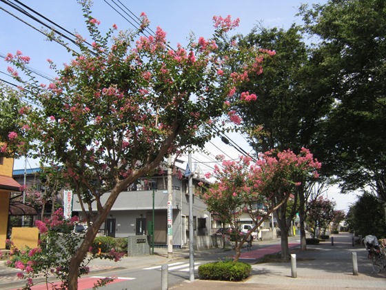 本宿小通りには夏にはさるすべりが咲きます。暑い日差しの中とても長い間咲いています。