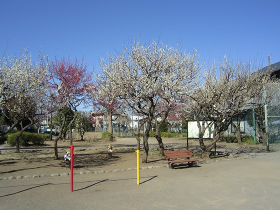 本宿町公園（4丁目）では春先に梅がきれいに咲きあまいかおりがします
