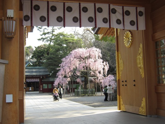 2013大國魂神社の枝垂れ桜