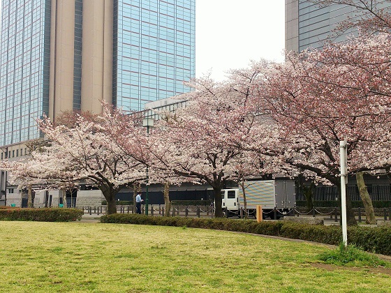 すずかけ公園の桜です。満開時にはたくさんの人がレジャーシートを敷いてお花見ランチをしています。
