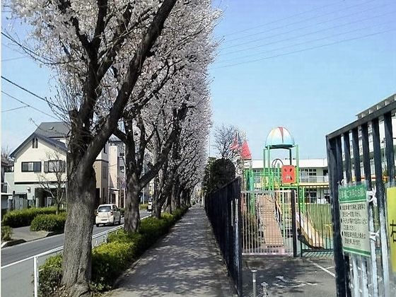 美術館通りの桜